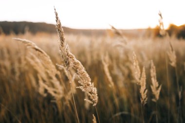 Çayır kuru bitkiler