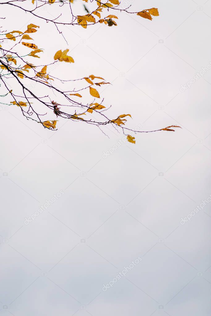Tree branches with yellow leaves on grey sky background