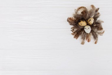 Yığın bıldırcın yumurtası sağ tarafında ve tüyleri beyaz ahşap zemin üzerinde kompozisyonu