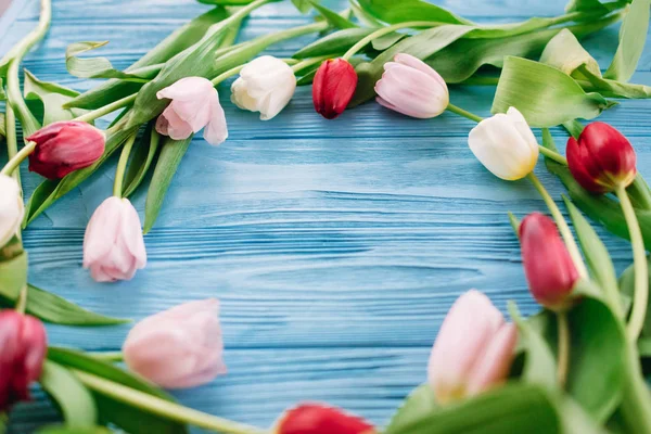 Circle floral frame made of tulips laying on blue wooden background