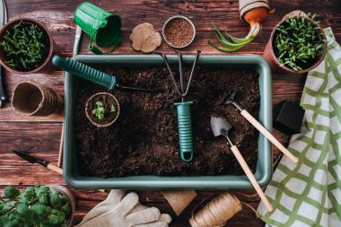 Üstten Görünüm toprak ile büyük tencere tencere ve çevresinde Bahçe aletleri ahşap arka plan üzerinde taze yeşil lahanası