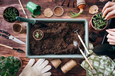 Toprak, taze yeşil lahanası tencerelerde sabitleme ve çevresinde araçlarda ahşap arka plan Bahçe eller ile büyük pot Üstten Görünüm