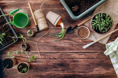 Brüksel lahanası ve kahverengi ahşap zemin üzerinde Bahçe aletleri kompozisyonu