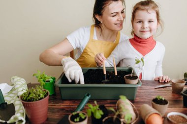 Anne sarılma ve araçları ile kızı nakli lahanası yetiştirmek