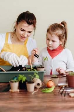 Anne yetiştirmek kızı lahanası araçları ile dikim