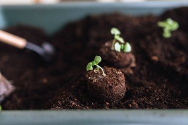 Zemin içinde tepsi kürek ile yeşil lahanası ile slaytların görünümünü kapat