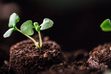 Yeşil lahanası ile yere yığını closeup
