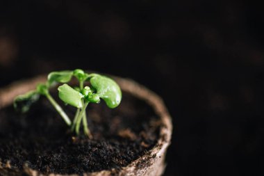 Saksı toprağı ve taze yeşil lahanası ile Görünümü Kapat