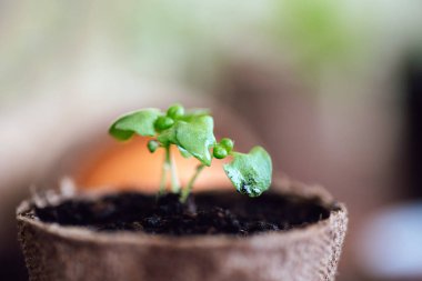 Tencerede küçük yeşil lahanası ayrıntı görünümü üzerinde arka plan bulanık