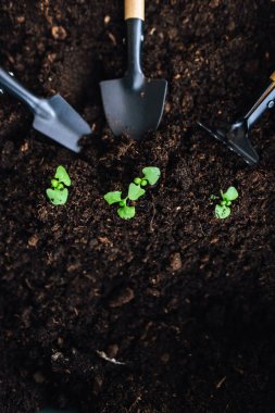 Kompozisyon ile kürek ve toprak yeşil lahanası ile komisyon