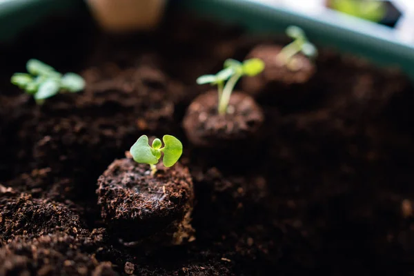 Vista Cercana Con Montones Tierra Con Brotes Verdes — Foto de Stock