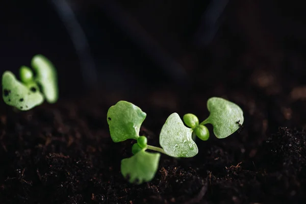 Vista Detallada Pequeños Brotes Verdes Suelo —  Fotos de Stock