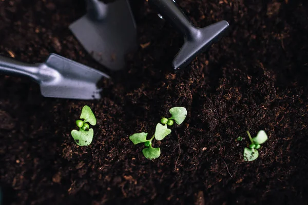 Composition with shovels and rake in soil with green sprouts