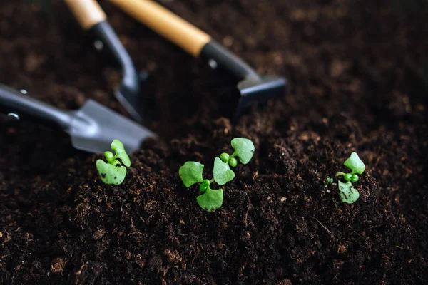 Composition Shovels Rake Soil Green Sprouts — Stock Photo, Image
