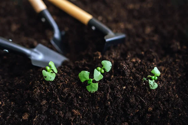 Composición Con Palas Rastrillo Suelo Con Brotes Verdes — Foto de Stock