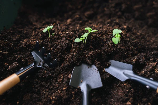 Composición Con Palas Rastrillo Suelo Con Brotes Verdes — Foto de Stock