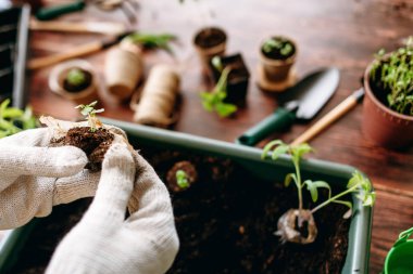 Holding ve emzikli üzerinde bulanık arka plan Bahçe aletleri ile tencerede kontrol beyaz eldiven eller görünümünü kırpılmış