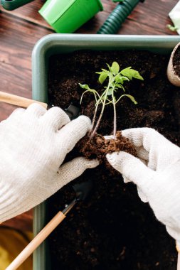 Filiz arka plan üzerinde kökleri yere tepsi ve araçları ile paylaşımı eldiven eller kırpılmış görünümünü