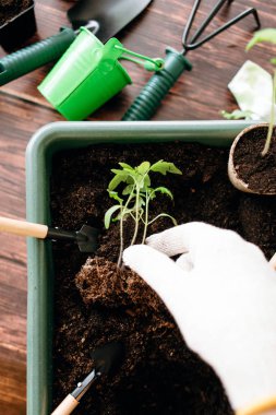 El olarak eldiven erkek görünümünü kırpılmış topraktan kapalı fırçalama Filiz zemin tepsi ve araçlar arka plan üzerinde kökleri