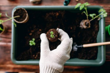 Zemin tepsi zemin üzerine toprak ile küçük Fideler tutan el görünümünü kırpılmış