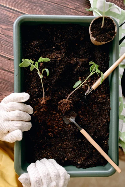 Top view of woman purring hands in gloves on tray with soil, tools and sprouts