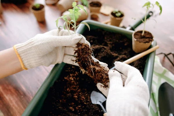 Vista Dettagliata Mani Femminili Guanti Spazzolando Terreno Radici Germoglio Sfondo — Foto Stock