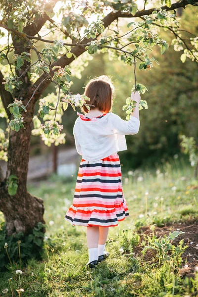 Visão Traseira Menina Vestido Listrado Andando Jardim Maçã Florescendo — Fotografia de Stock
