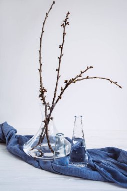 Mavi kumaş üzerine çeşitli bardaklarda bitkiler. Bahar hakkında sakin bir hayat. Çiçek tomurcukları. Yaşamın başlangıcı