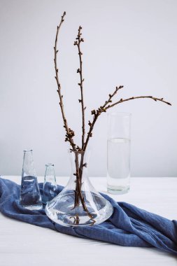 Mavi kumaş üzerine çeşitli bardaklarda bitkiler. Bahar hakkında sakin bir hayat. Çiçek tomurcukları. Yaşamın başlangıcı