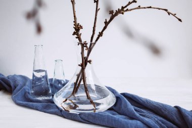 Mavi kumaş üzerine çeşitli bardaklarda bitkiler. Bahar hakkında sakin bir hayat. Çiçek tomurcukları. Yaşamın başlangıcı