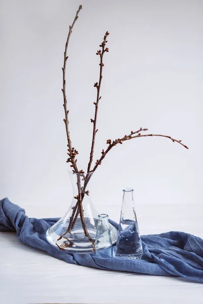 Las Plantas Los Vasos Distintos Sobre Tela Azul Naturaleza Muerta — Foto de Stock
