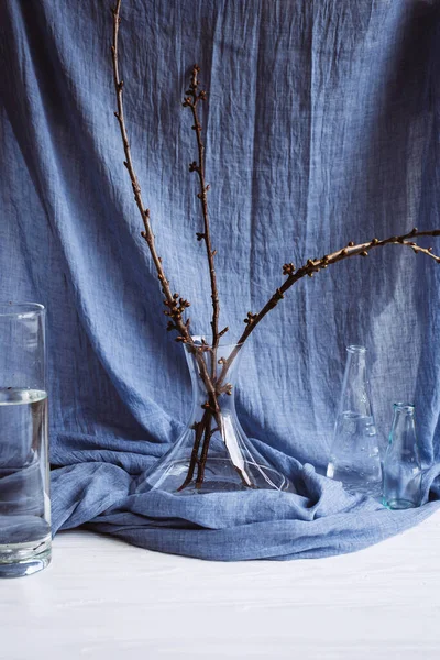 Mavi kumaş üzerine çeşitli bardaklarda bitkiler. Bahar hakkında sakin bir hayat. Çiçek tomurcukları. Yaşamın başlangıcı