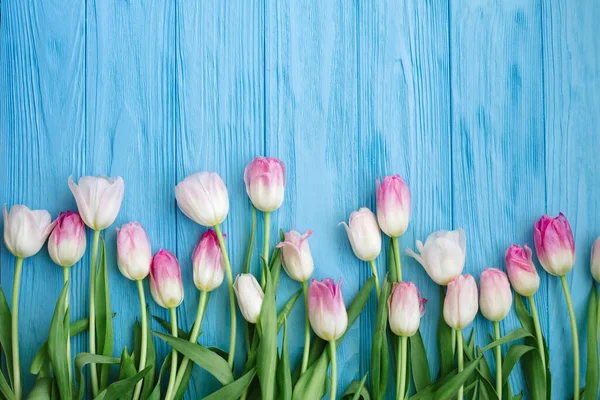 Mavi arka planda pembe laleler.