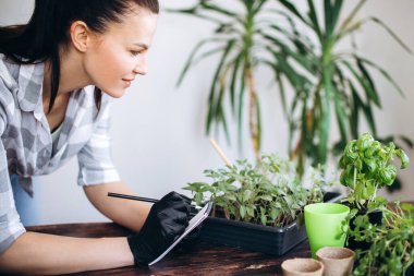 Kapalı alandaki bitkilerin üremesi. Bahçe aletleri ile fideleri ekme kavramını.   