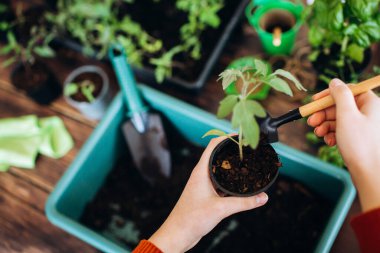 Küçük filizlerle çalışan kız ellerinin manzarası, bahar baharı hazırlıkları..