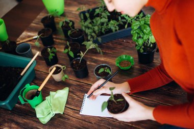 Kapalı alanda fideleri dikerken, bahçe aletlerini tutarken yakından görülüyor. Küçük lahanalarla çalışan turuncu kazaklı kız.