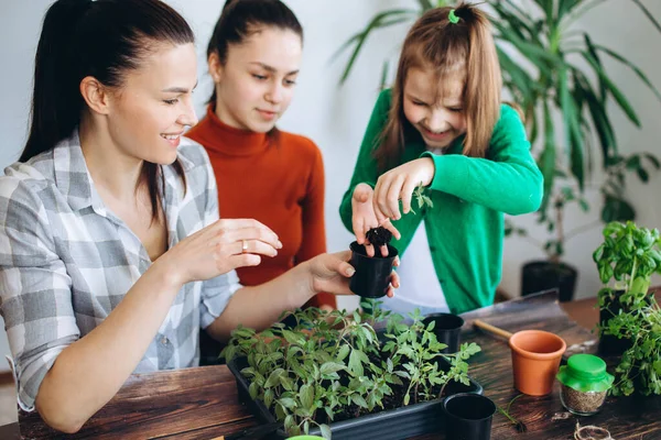 Madre Enseñando Las Hijas Plantar Plántulas Trabajando Con Pequeños Brotes — Foto de Stock