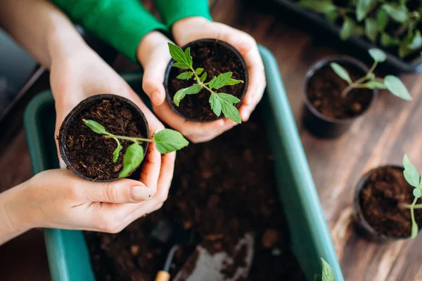 Concetto Piantare Piantine Indoor Azienda Attrezzi Giardino Chiuda Mani Ragazze — Foto Stock