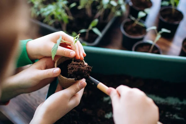 Concetto Piantare Piantine Indoor Azienda Attrezzi Giardino Chiuda Mani Ragazze — Foto Stock