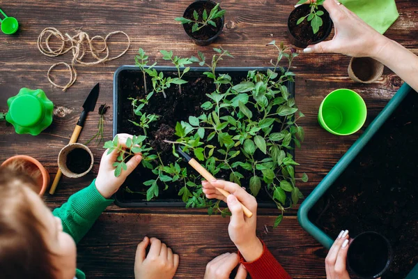 İçeriye fidanlar dikmek ve bahçe aletleri tutmak dışında. Kızların ellerini kapayın ve toprakla kaplanmış saksılarda küçük filizler 