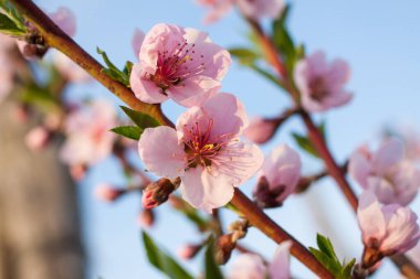 Güzel şeftali çiçekleri Makroyu kapatın