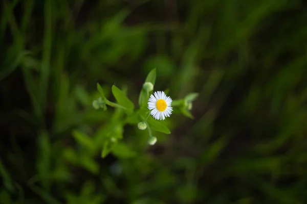 Einsame Kamille Auf Dunklem Hintergrund Aus Gewaschenem Gras — Stockfoto