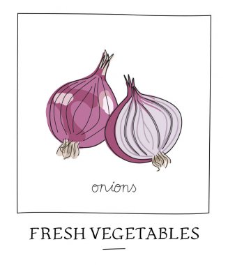 El izole soğan vektör çizim çekilmiş. Parlak renkler