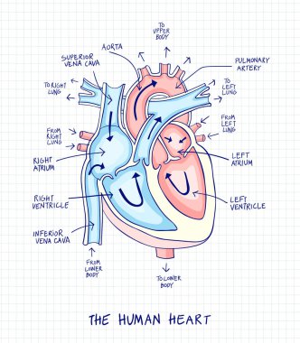 Sketch of human heart anatomy ,line and color on a checkered bac clipart