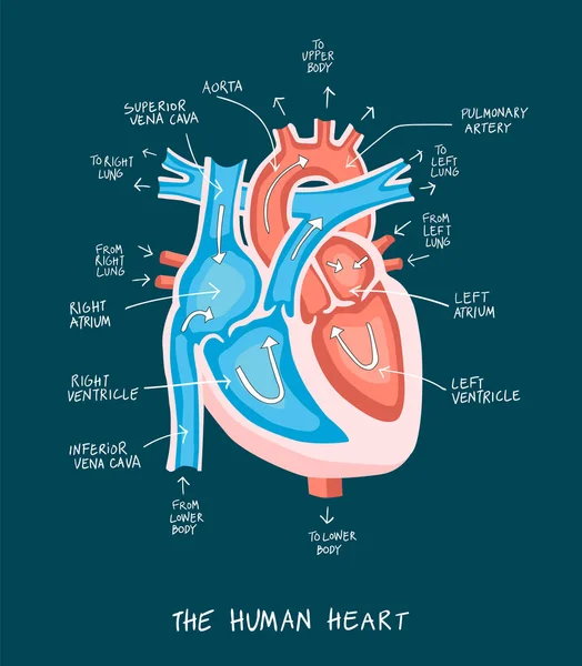 Illustration dessinée à la main de l'anatomie cardiaque humaine. Formation professionnelle — Image vectorielle