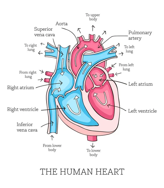 Vektorgrafiken Herz Anatomie Gezeichnet Vektorbilder Herz Anatomie Gezeichnet Depositphotos