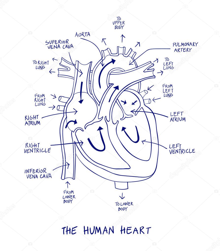 Sketch of human heart anatomy on blue line on a white background