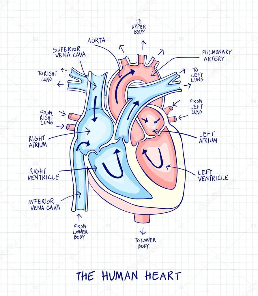 Sketch of human heart anatomy ,line and color on a checkered bac
