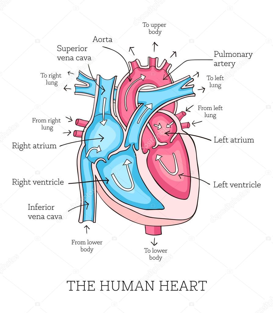 Hand drawn illustration of  human heart anatomy. Educational dia
