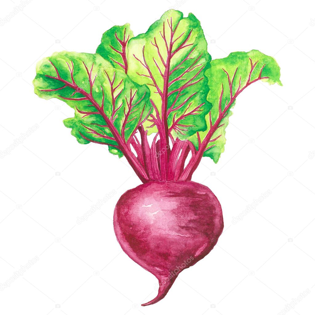 beetroots watercolor illustration. Assorted organic vegetables